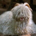 Stoffkunde: Was ist Kaschmirwolle - Kaschmir Schaf